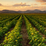 Read more about the article Carbon Asset Management